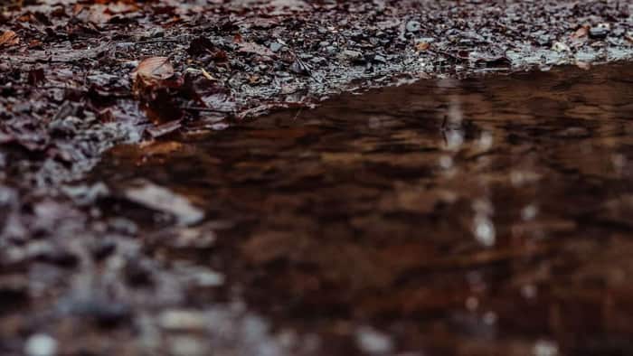 Firewood logs stacked outdoors next to a puddle after rain, still wet